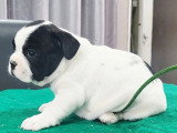 Chiot femelle Bouledogue Français blanche et noire à réserver non LOF née en avril 2026
