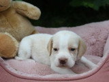 3 chiots Beagle en vente LOF nés en avril 2026