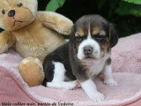 3 chiots Beagle en vente LOF nés en avril 2026