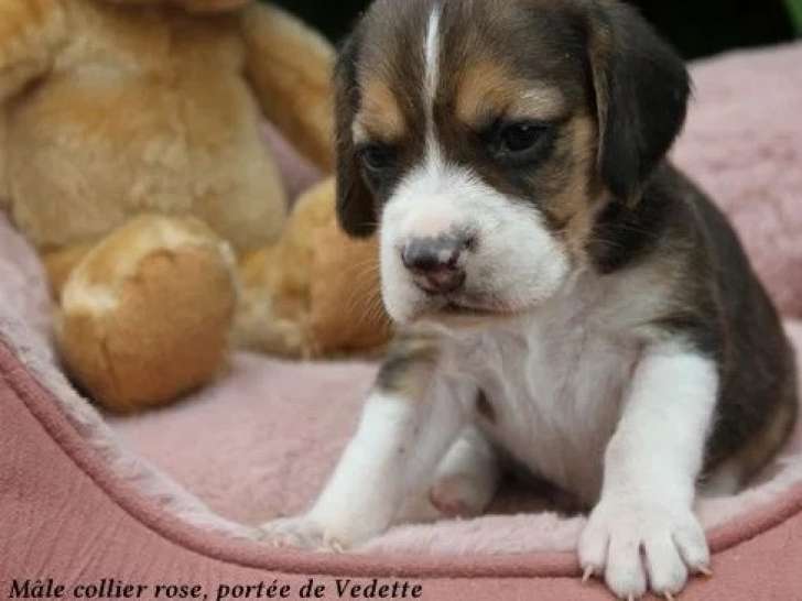 2 chiots Beagle en vente LOF nés en avril 2026