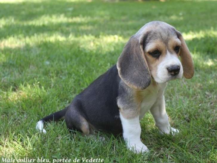 1 chiot Beagle LOF disponible nés en avril 2026
