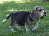 1 chiot Beagle LOF disponible nés en avril 2026