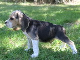 1 chiot Beagle LOF disponible nés en avril 2026