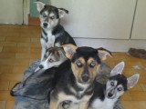 Les 4 chiots dispos