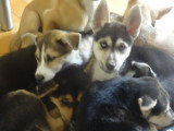 Chiots croisés Husky Sibérien et Berger Créole à vendre
