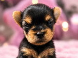 4 chiots Yorkshire Terrier mâles LOF nés en avril 2026 à réserver