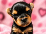 4 chiots Yorkshire Terrier mâles LOF nés en avril 2026 à réserver