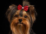4 chiots Yorkshire Terrier mâles LOF nés en avril 2026 à réserver