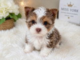 Chiot Yorkshire Biewer mâle lila merle miniature à réserver non LOF