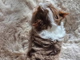 Chiot Yorkshire Biewer mâle lila merle miniature à réserver non LOF