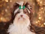 Chiot Yorkshire Biewer mâle lila merle miniature à réserver non LOF