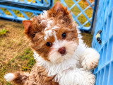 Chiot Yorkshire Biewer mâle lila merle miniature pedigree FBKC