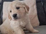 Chiot Golden Retriever mâle à réserver non LOF de mai 2026