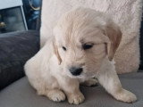 Chiot Golden Retriever mâle à réserver non LOF de mai 2026