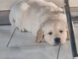 Chiot Golden Retriever mâle à réserver non LOF de mai 2026