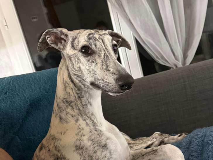 Ace, mâle Whippet de 1 an disponible pour saillie
