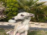 Ace, mâle Whippet de 1 an disponible pour saillie