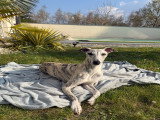 Ace, mâle Whippet de 1 an disponible pour saillie