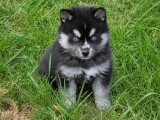 5 chiots femelles Pomsky F3 nés en février 2026 non LOF à vendre