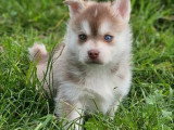 5 chiots femelles Pomsky F3 nés en février 2026 non LOF à vendre