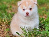 5 chiots femelles Pomsky F3 nés en février 2026 non LOF à vendre