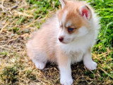 5 chiots femelles Pomsky F3 nés en février 2026 non LOF à vendre