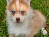 5 chiots femelles Pomsky F3 nés en février 2026 non LOF à vendre