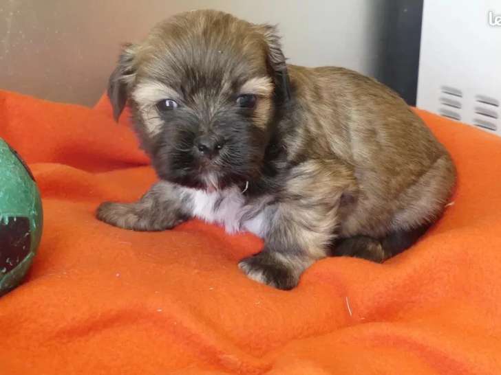 Deux chiots Lhassa Apso mâles LOF nés en avril 2026 à vendre