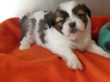Deux chiots Lhassa Apso mâles LOF nés en avril 2026 à vendre