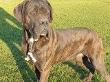 Chien de Cour Italien mâle 2 ans LOF à vendre