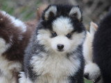 Magnifiques chiots Pomsky issus parents testés à vendre