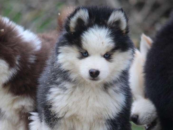 Magnifiques chiots Pomsky issus parents testés à vendre