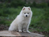 Magnifiques chiots Pomsky issus parents testés à vendre