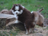 Magnifiques chiots Pomsky issus parents testés à vendre