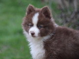 Magnifiques chiots Pomsky issus parents testés à vendre