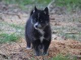 Magnifiques chiots Pomsky issus parents testés à vendre