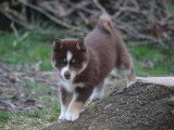Magnifiques chiots Pomsky issus parents testés à vendre