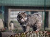 Magnifiques chiots Pomsky issus parents testés à vendre