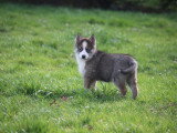 Magnifiques chiots Pomsky issus parents testés à vendre