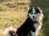 Chienne Pomsky toy de septembre 2024 non LOF à vendre