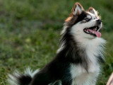Chienne Pomsky toy de septembre 2024 non LOF à vendre