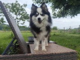 Chienne Pomsky toy de septembre 2024 non LOF à vendre