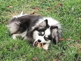 Chienne Pomsky toy de septembre 2024 non LOF à vendre