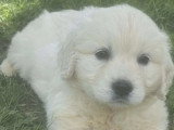 2 chiots Golden Retriever LOF de mars 2026 mâle et femelle en vente