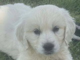 2 chiots Golden Retriever LOF de mars 2026 mâle et femelle en vente