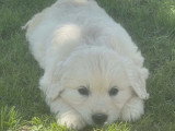 2 chiots Golden Retriever LOF de mars 2026 mâle et femelle en vente