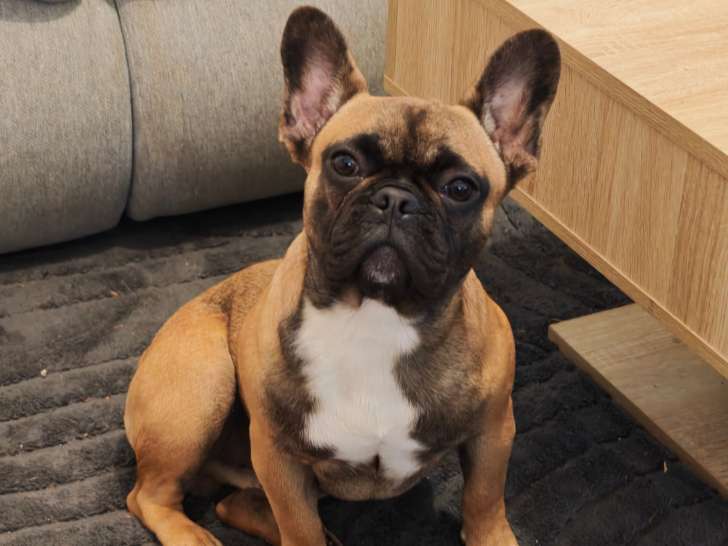 Chiot Bouledogue Français à donner