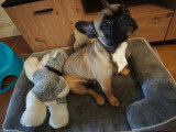 Chiot Bouledogue Français à donner
