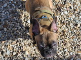 Chiot Bouledogue Français à donner