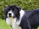 Chiot Border Collie mâle LOF à réserver, né juin 2025
